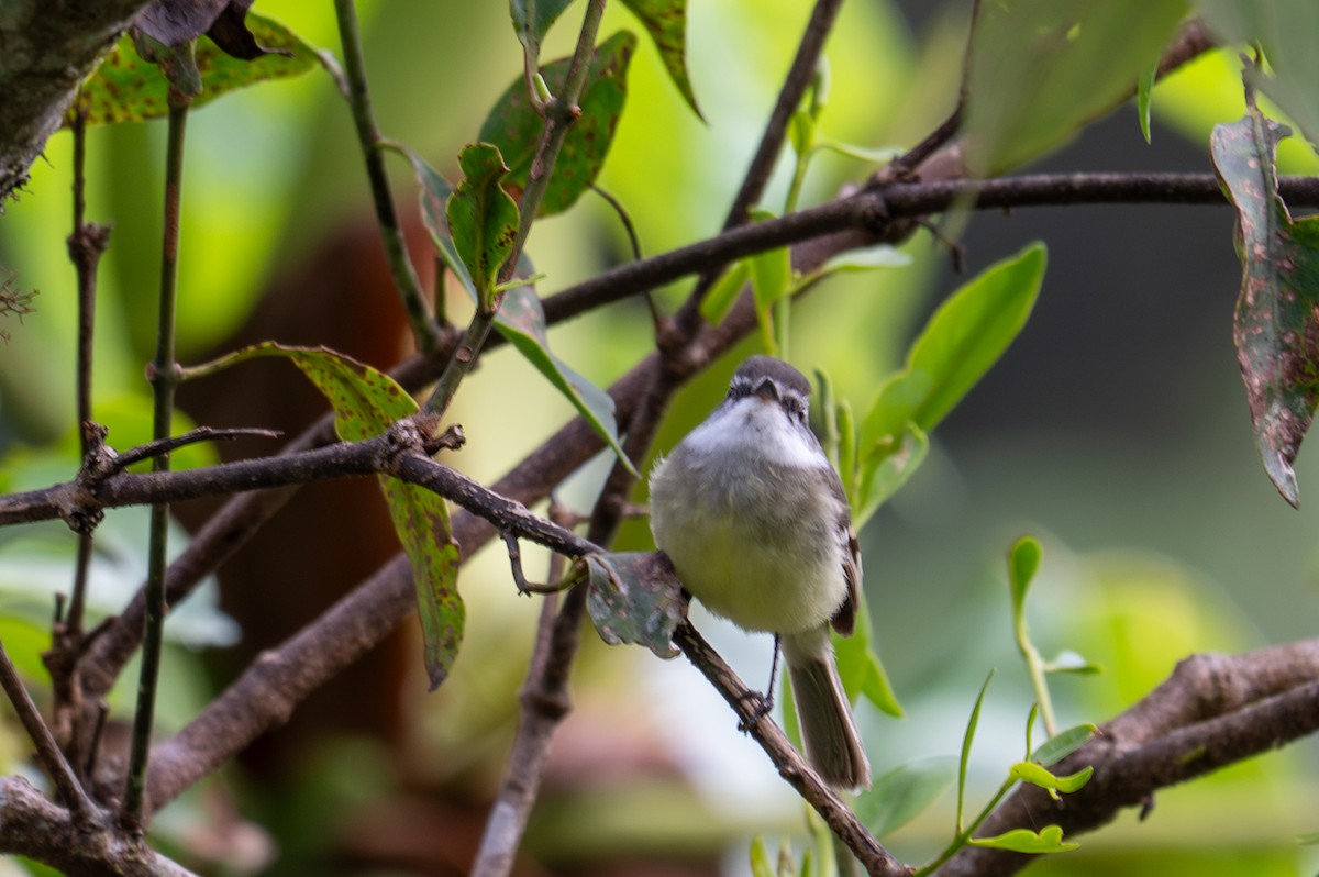White-throated Tyrannulet - ML643592858