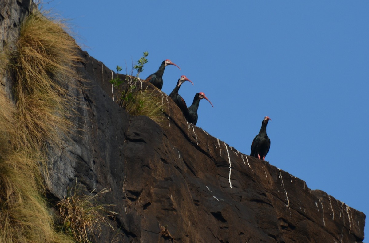 Southern Bald Ibis - ML643592872