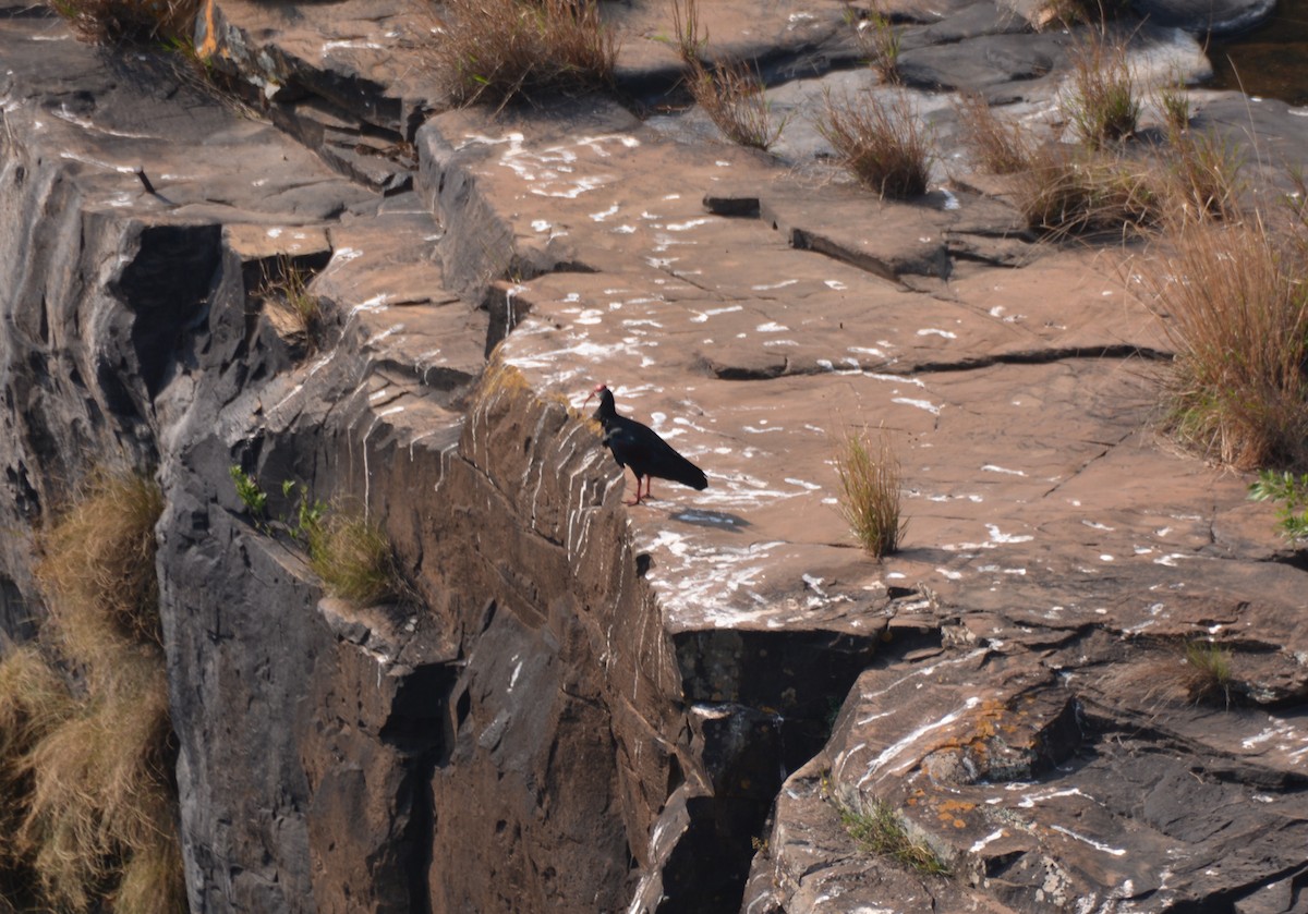 Southern Bald Ibis - ML643592873