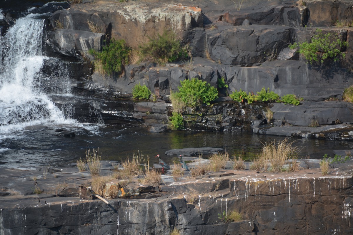 Southern Bald Ibis - ML643592875