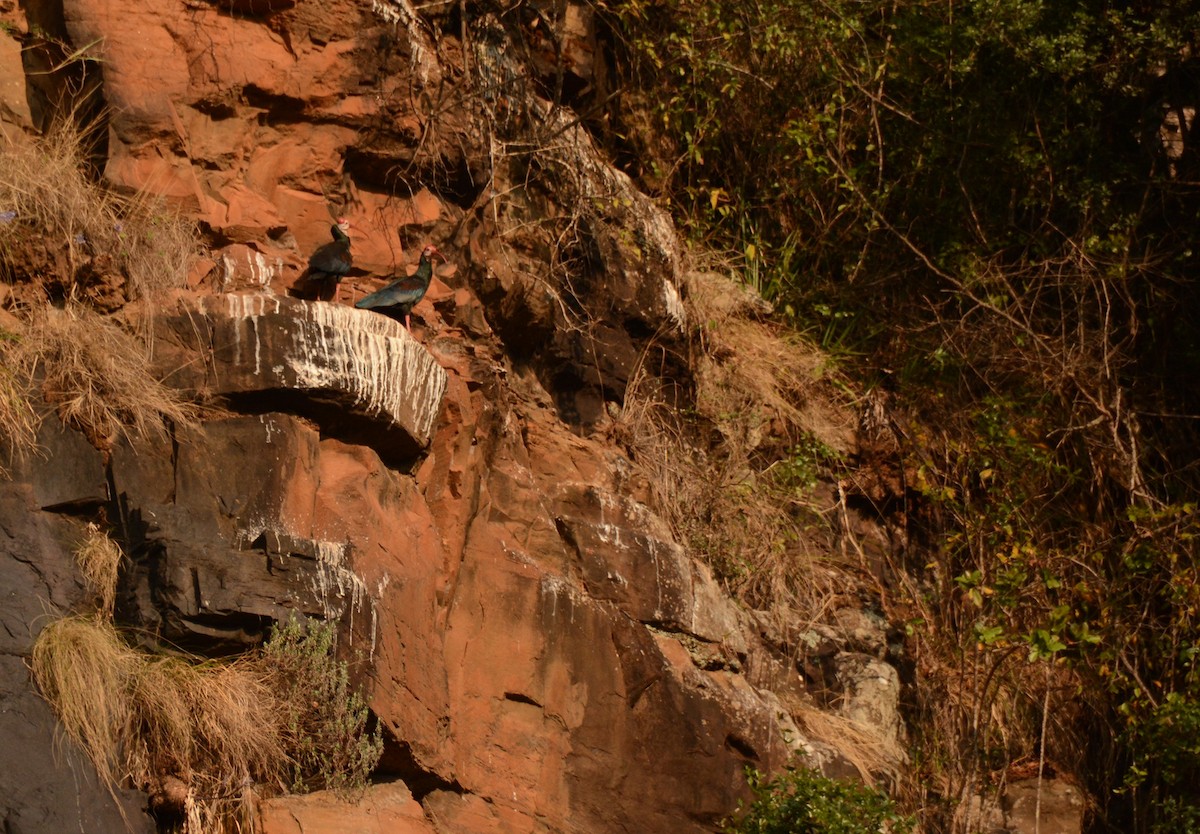 Southern Bald Ibis - ML643592882
