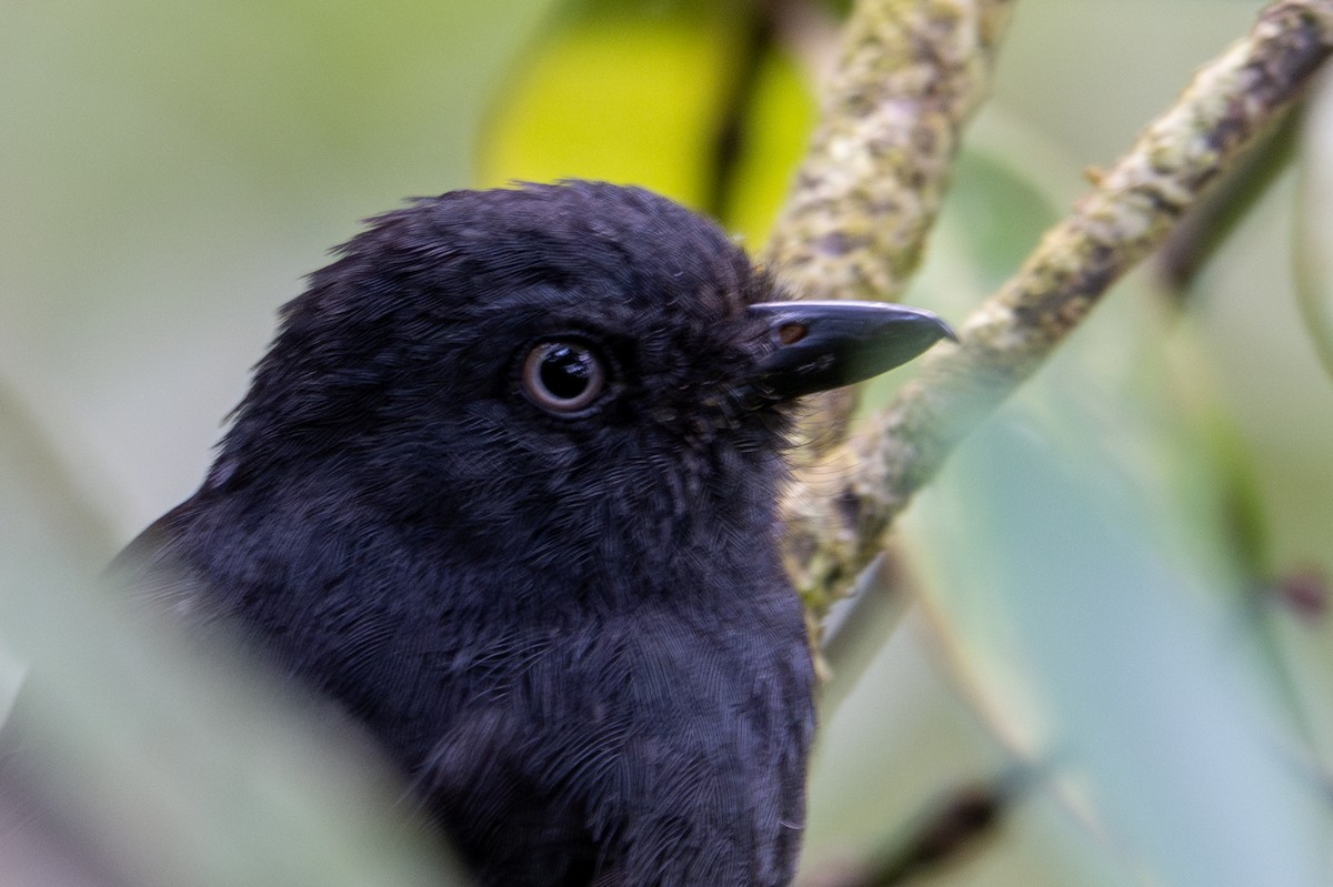 Uniform Antshrike - ML643592895