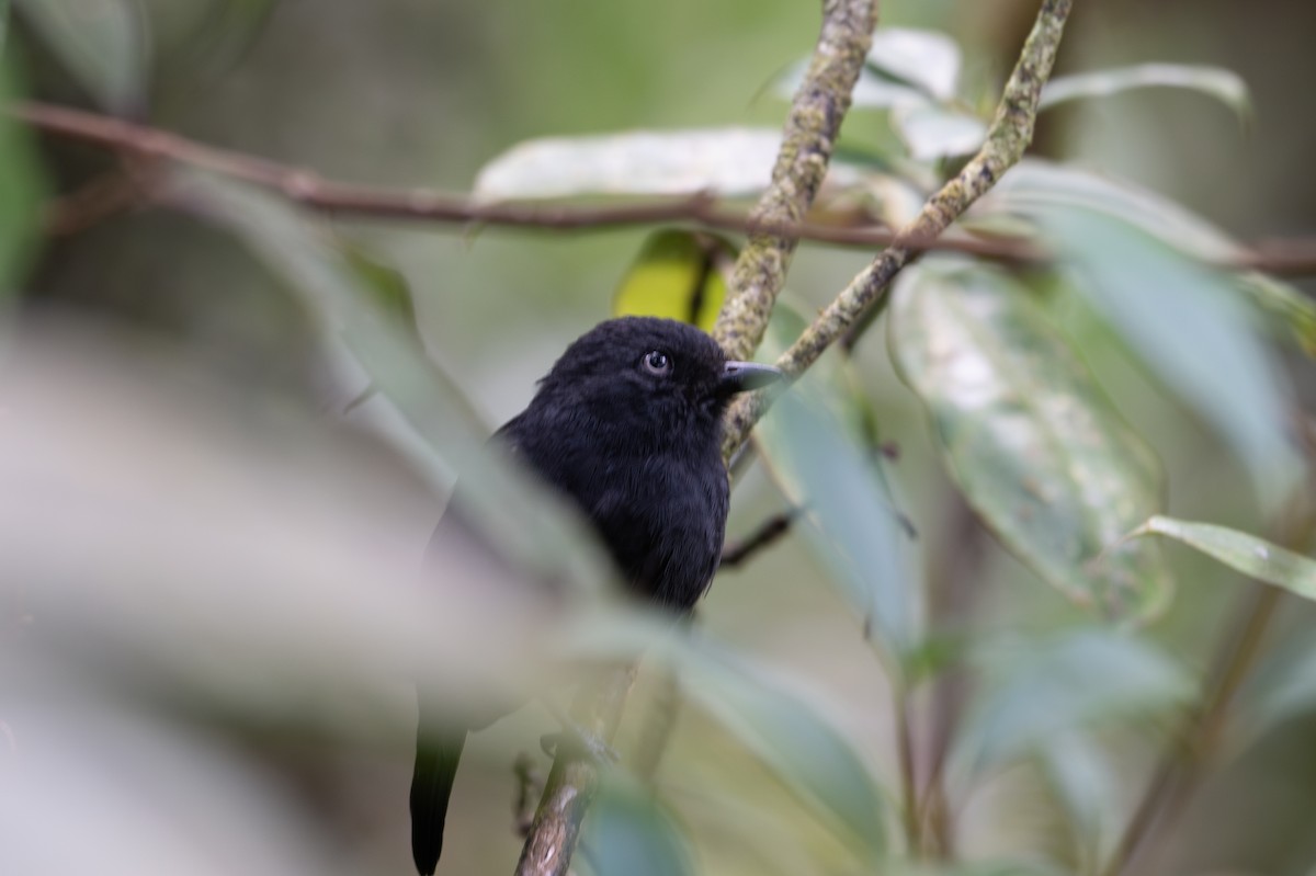 Uniform Antshrike - ML643592896