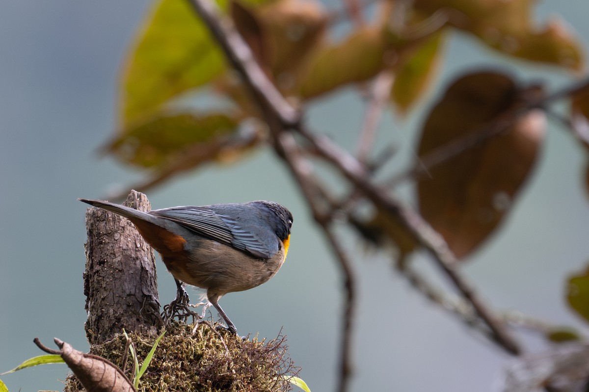 Yellow-throated Tanager - ML643592926