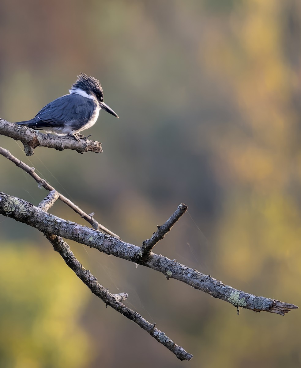 Belted Kingfisher - ML643592936