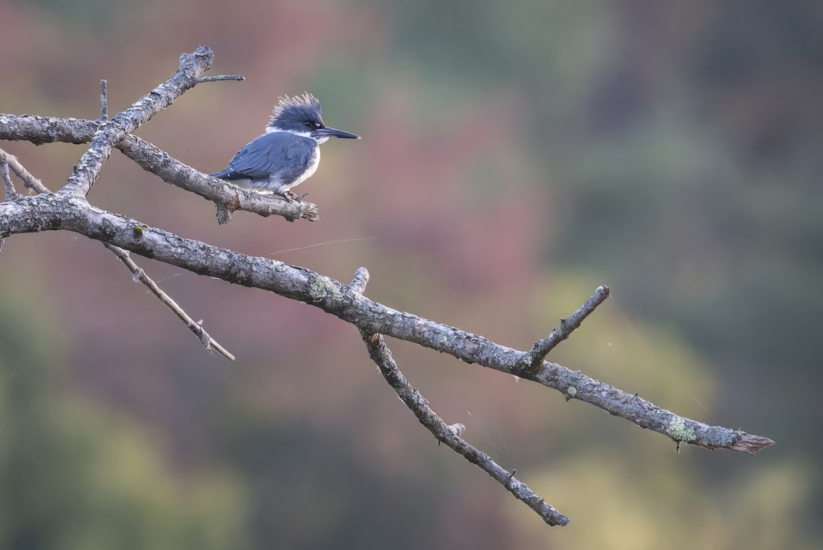 Belted Kingfisher - ML643592937