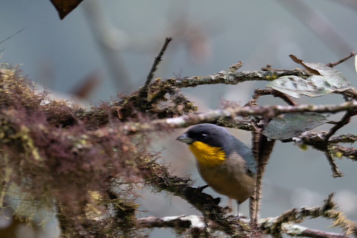 Yellow-throated Tanager - ML643592946
