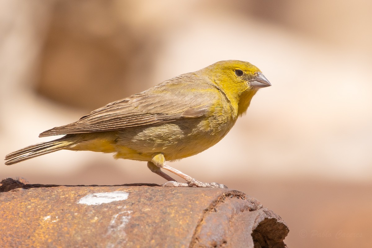 Greenish Yellow-Finch - ML643592954