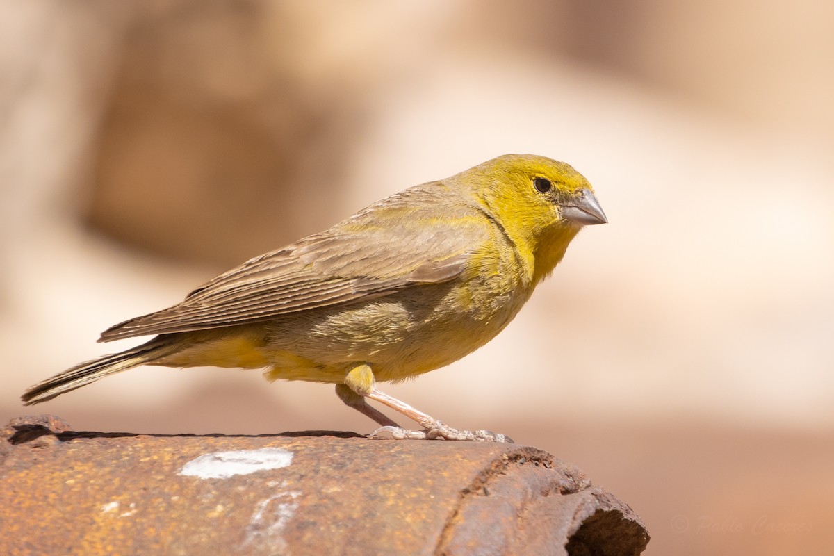 Greenish Yellow-Finch - ML643592955