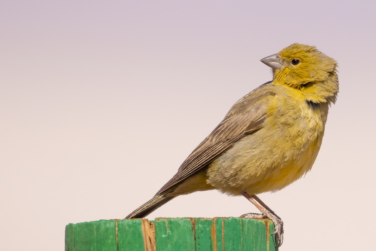 Greenish Yellow-Finch - ML643592956