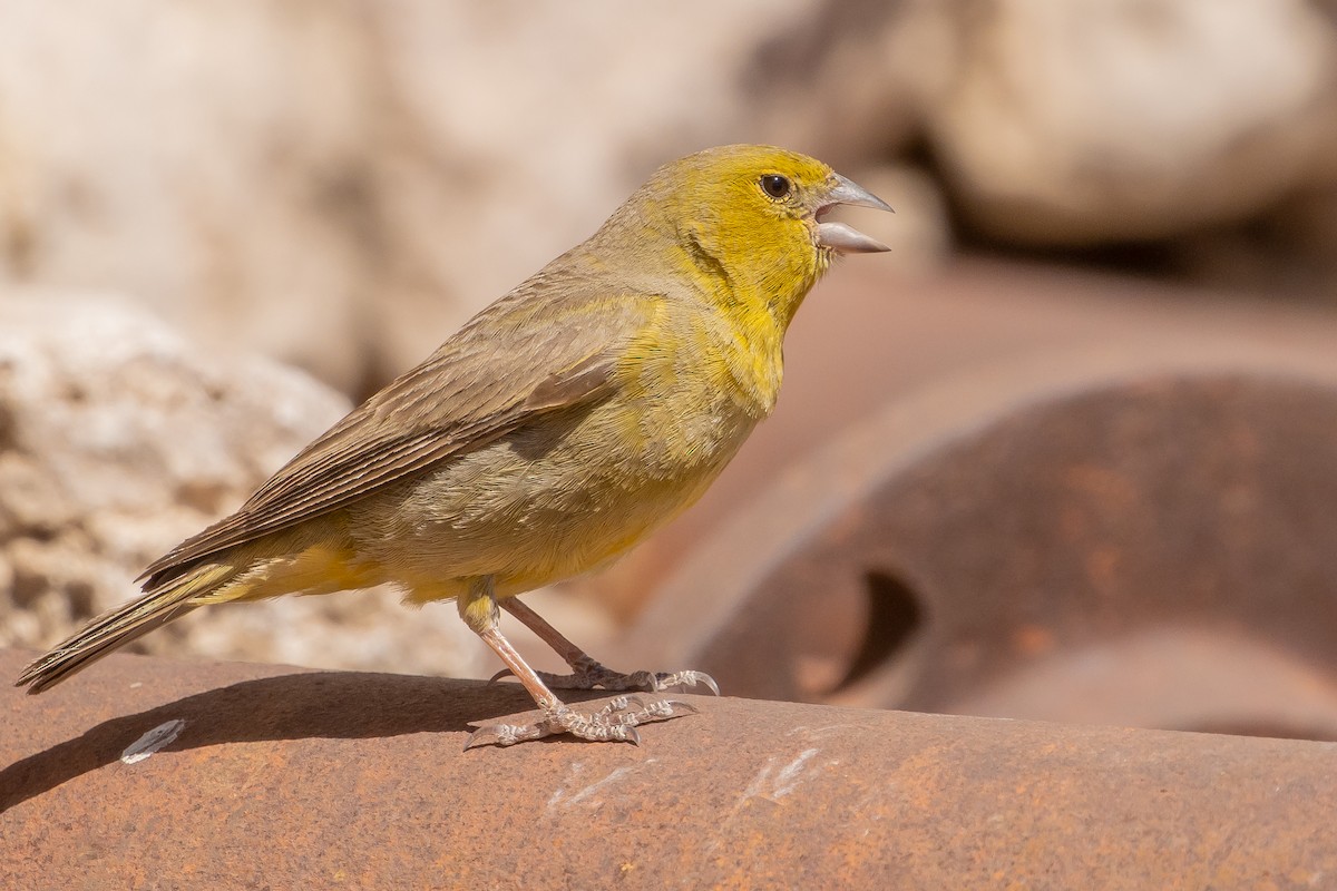 Greenish Yellow-Finch - ML643592957