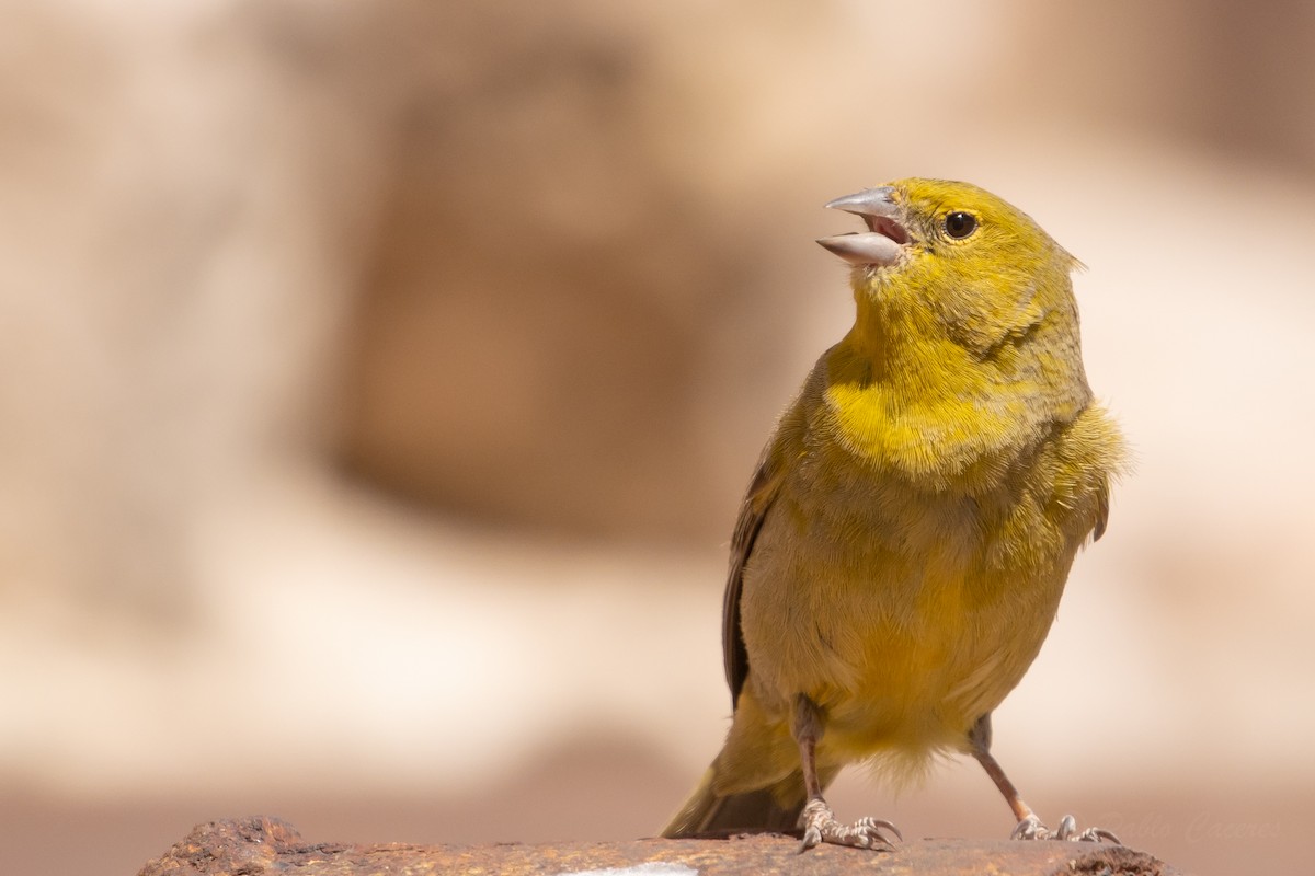 Greenish Yellow-Finch - ML643592958