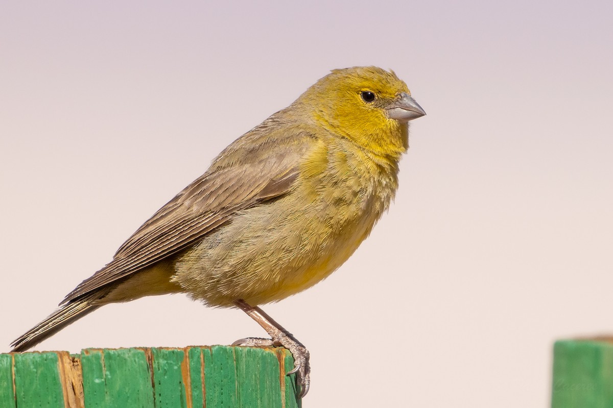 Greenish Yellow-Finch - ML643592959