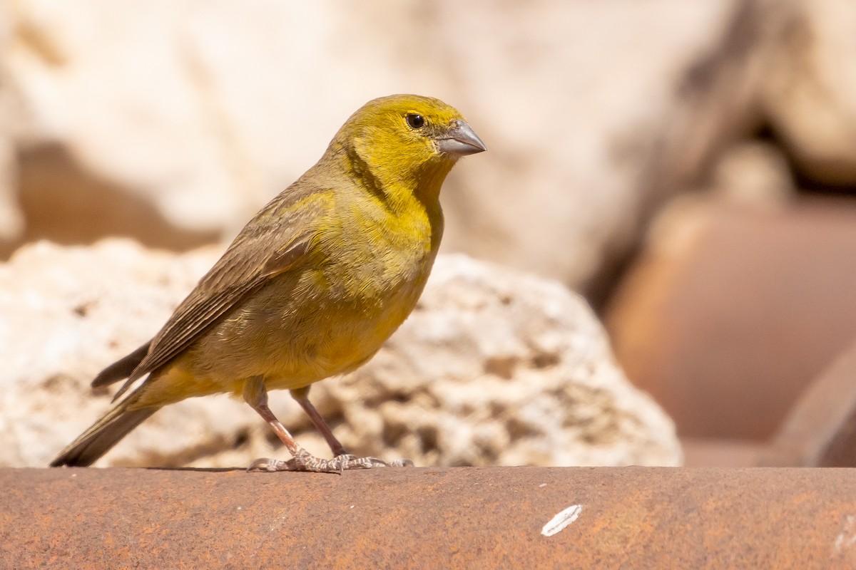 Greenish Yellow-Finch - ML643592961