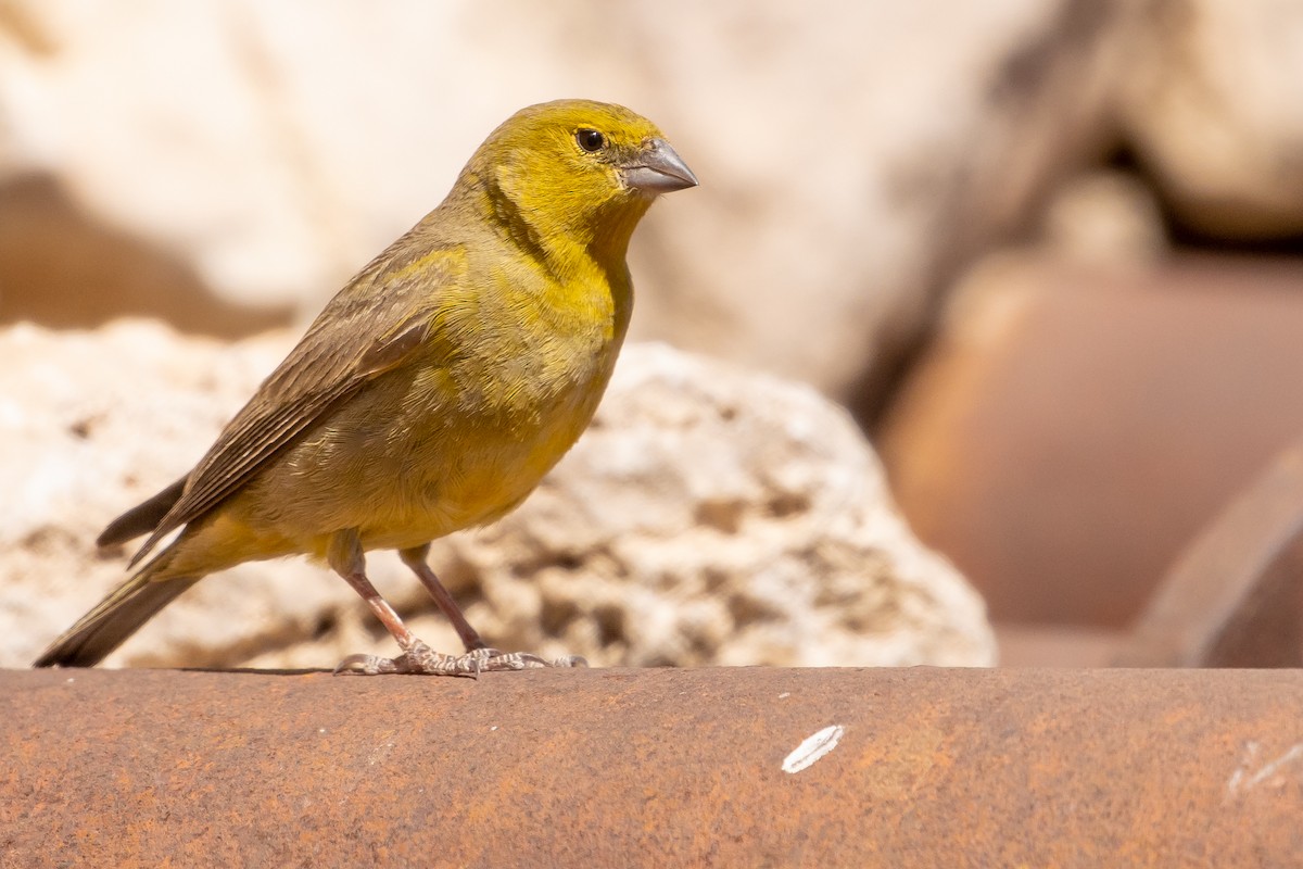Greenish Yellow-Finch - ML643592962