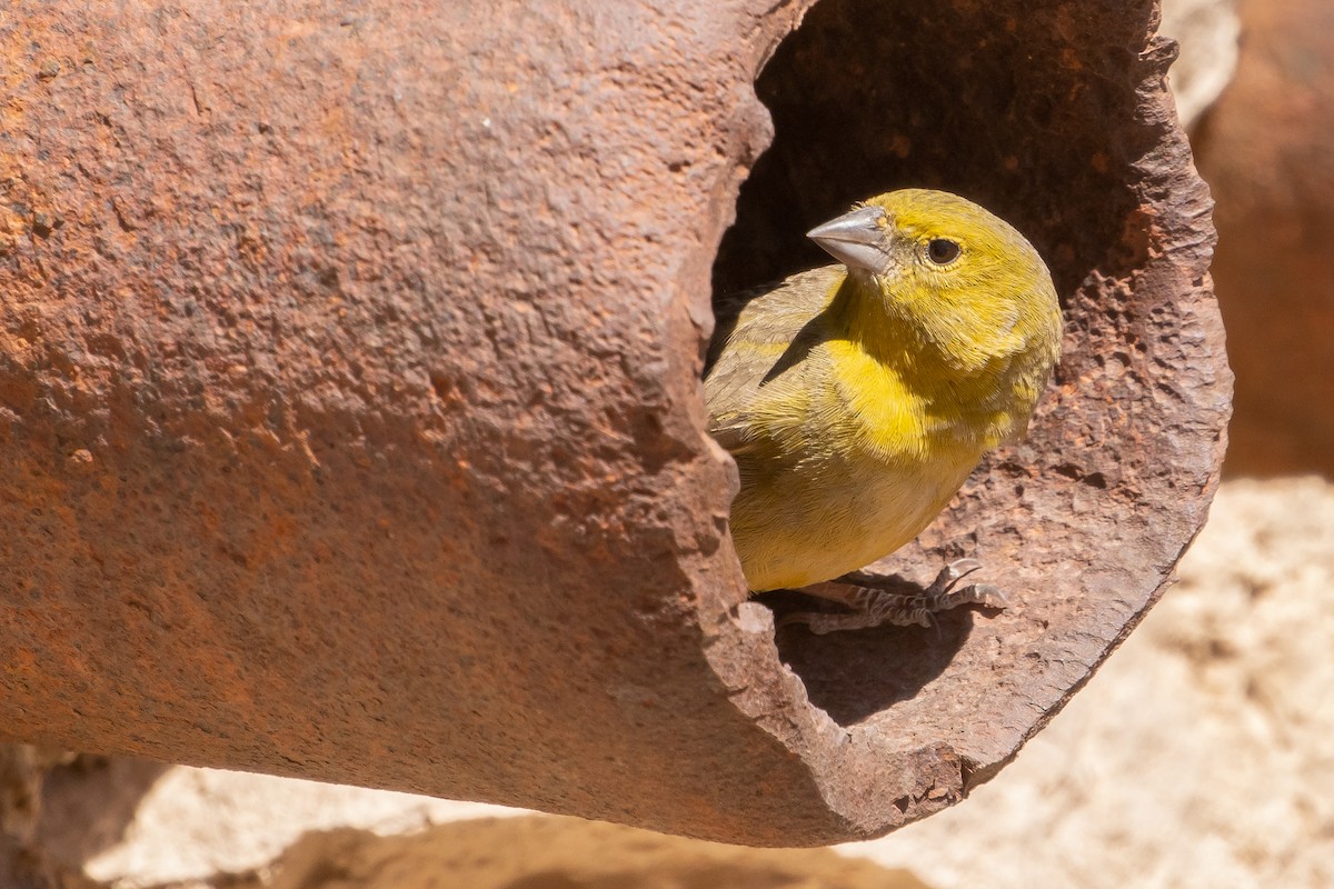 Greenish Yellow-Finch - ML643592963