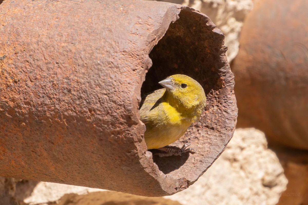 Greenish Yellow-Finch - ML643592964