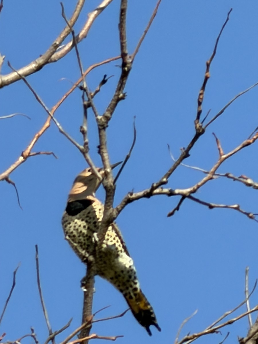Northern Flicker (Yellow-shafted) - ML643592966
