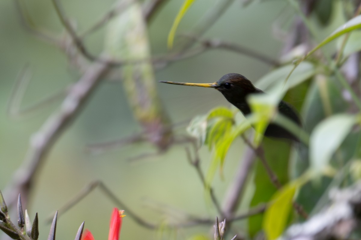 Green-fronted Lancebill - ML643593001