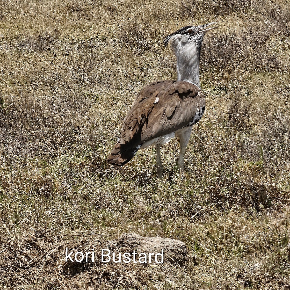 Kori Bustard - ML643593027