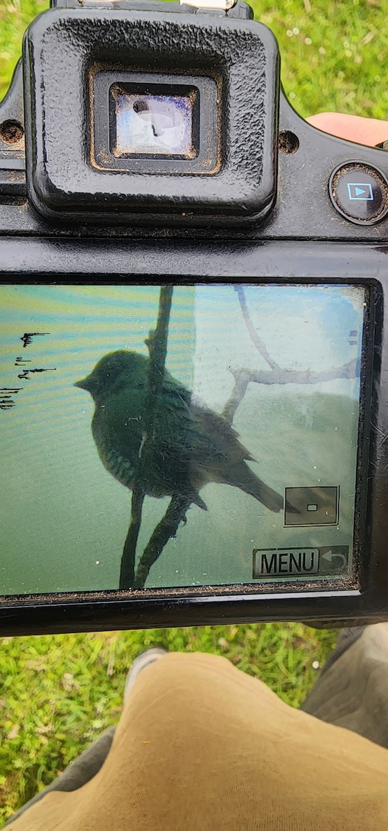 Swallow Tanager - ML643593028