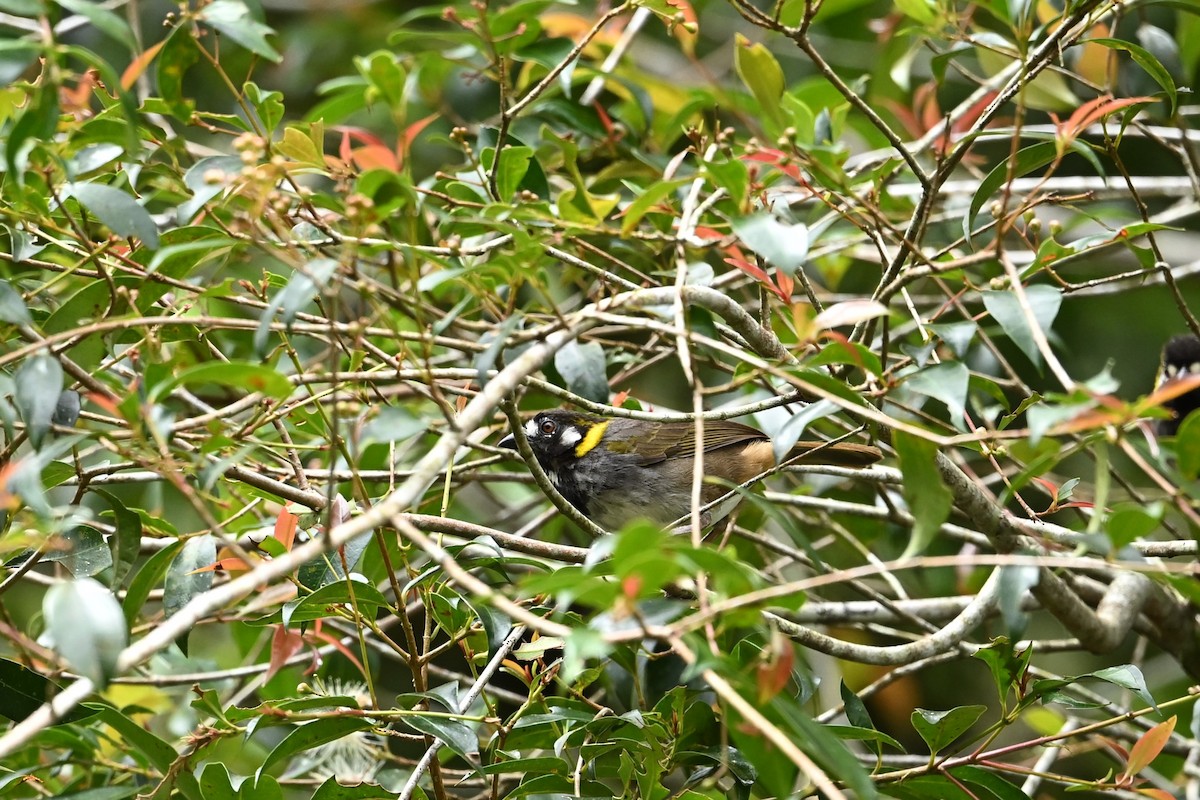 White-eared Ground-Sparrow - ML643593033