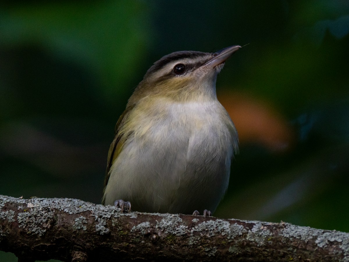 Vireo begigorria - ML643593036