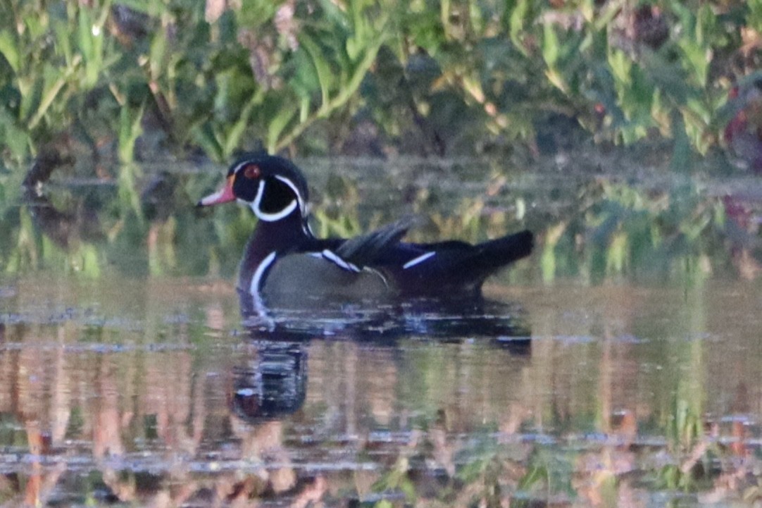 Wood Duck - ML643593061