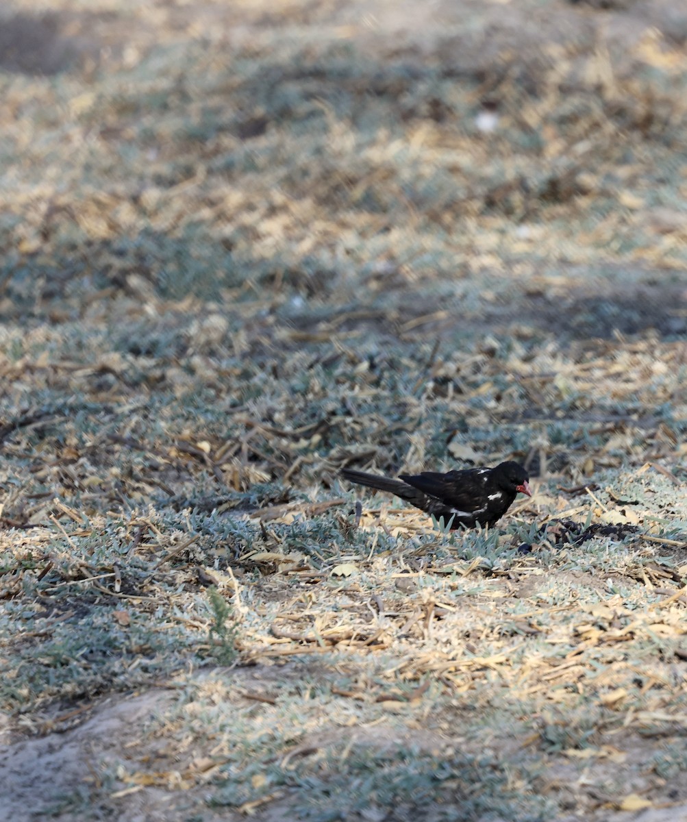 Red-billed Buffalo-Weaver - ML643593065
