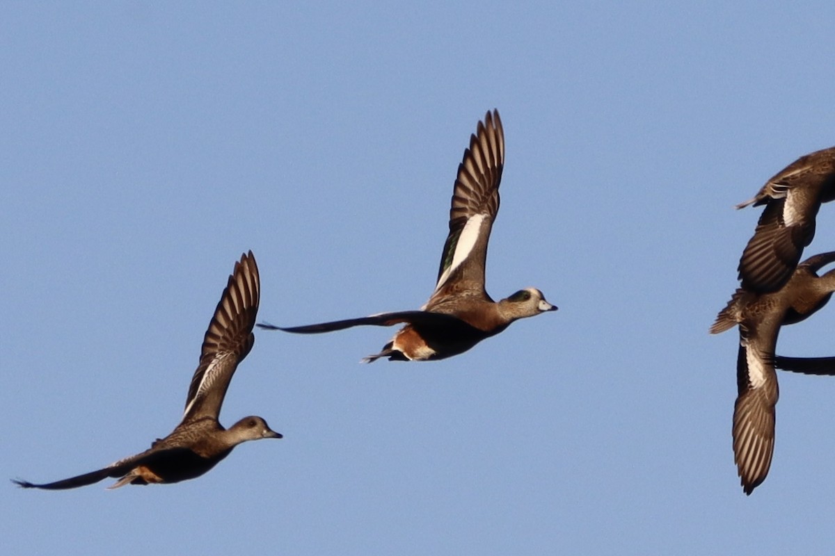 American Wigeon - ML643593066
