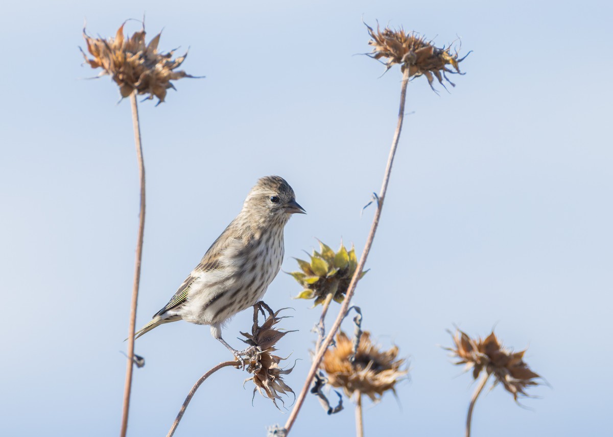 Pine Siskin - ML643593069