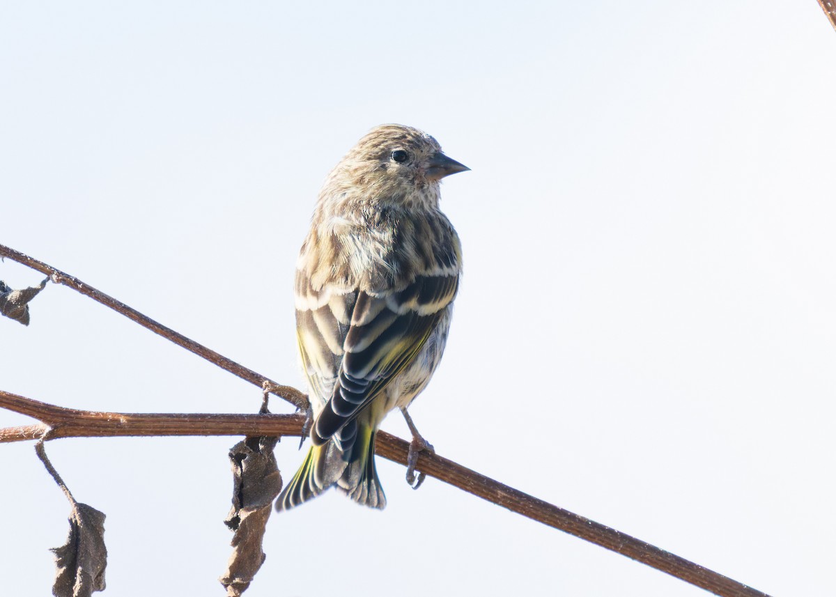 Pine Siskin - ML643593070