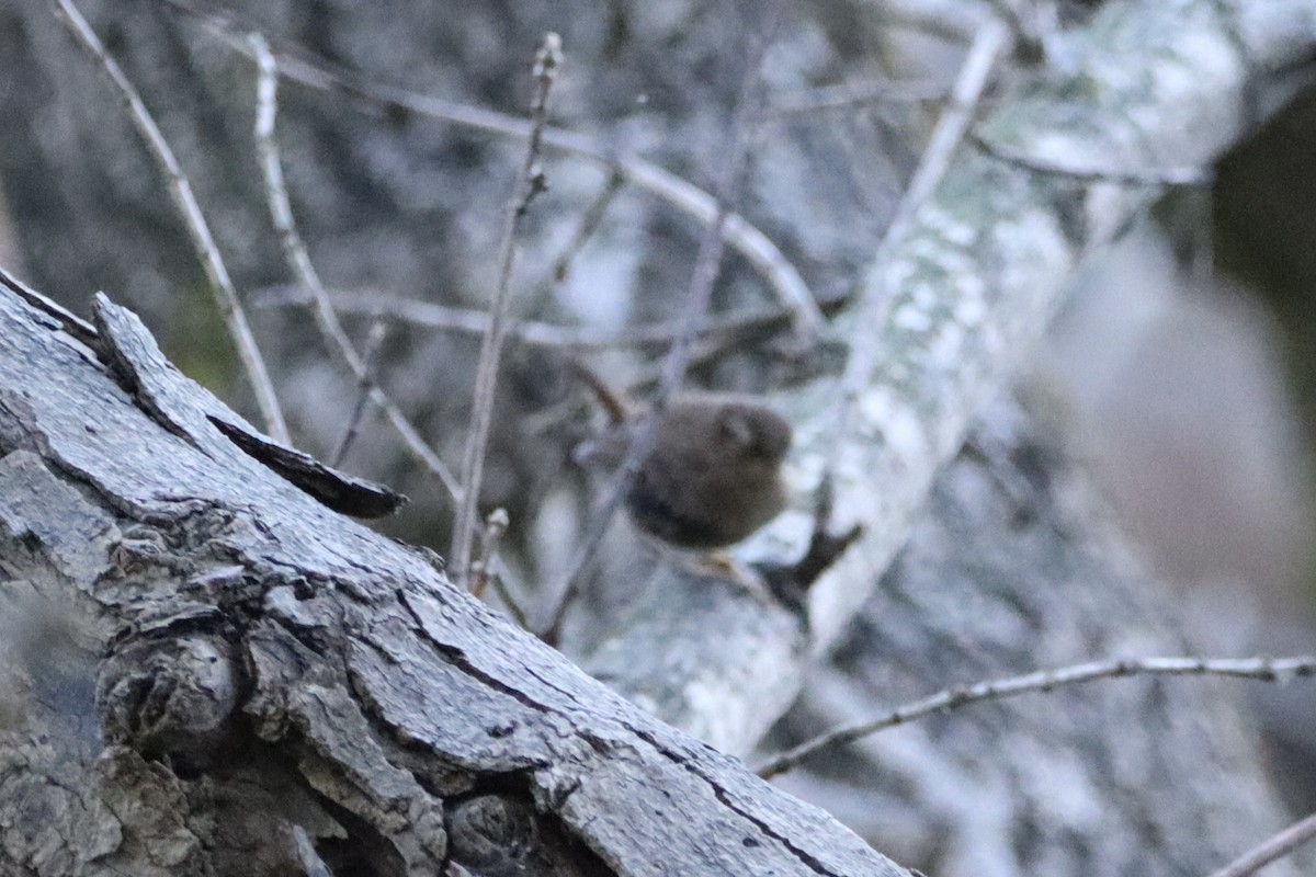 Troglodyte des forêts - ML643593071
