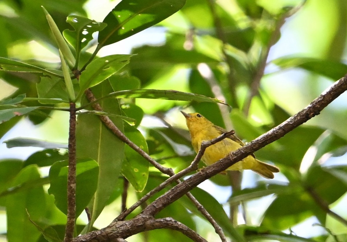 Northern Yellow Warbler - ML643593084