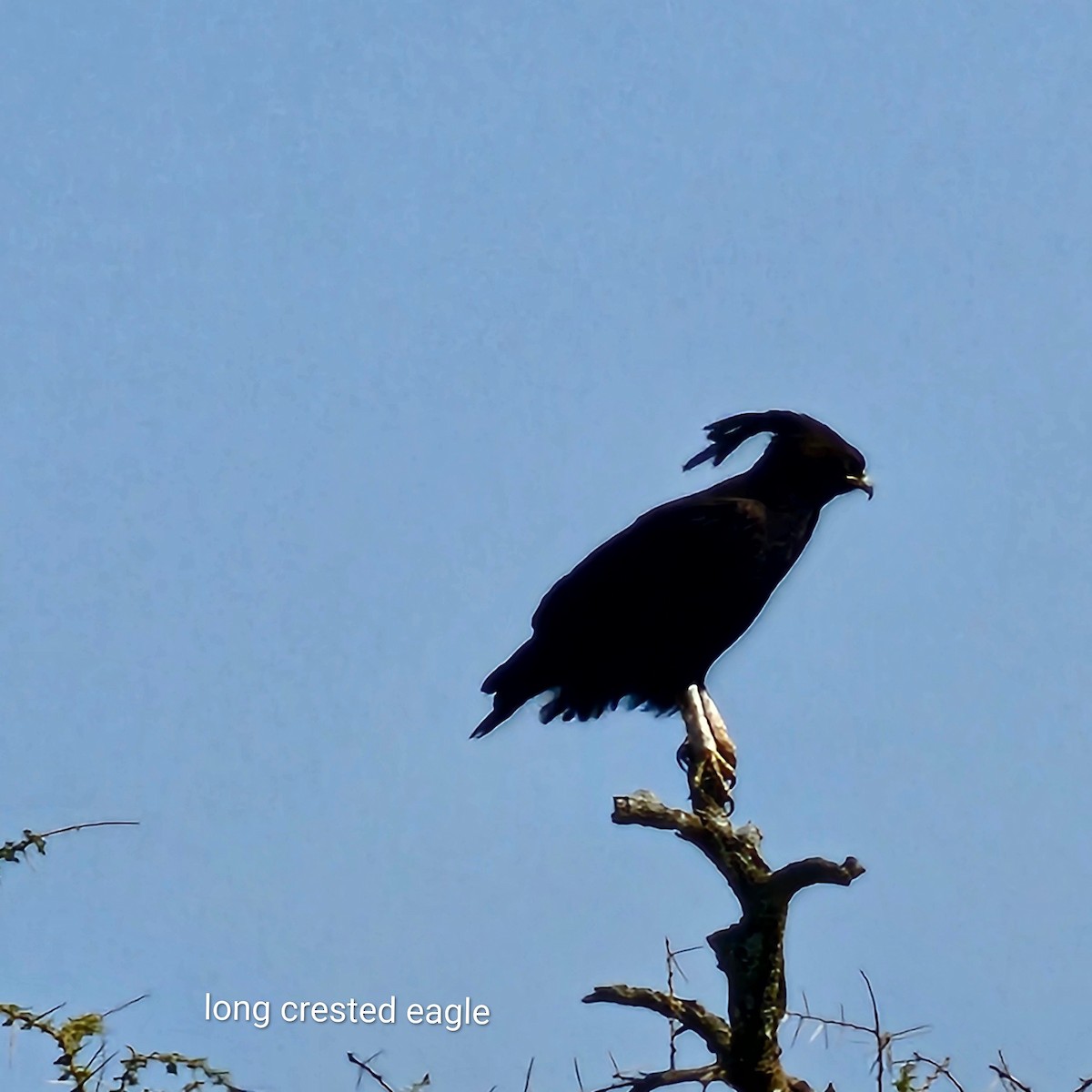 Long-crested Eagle - ML643593087