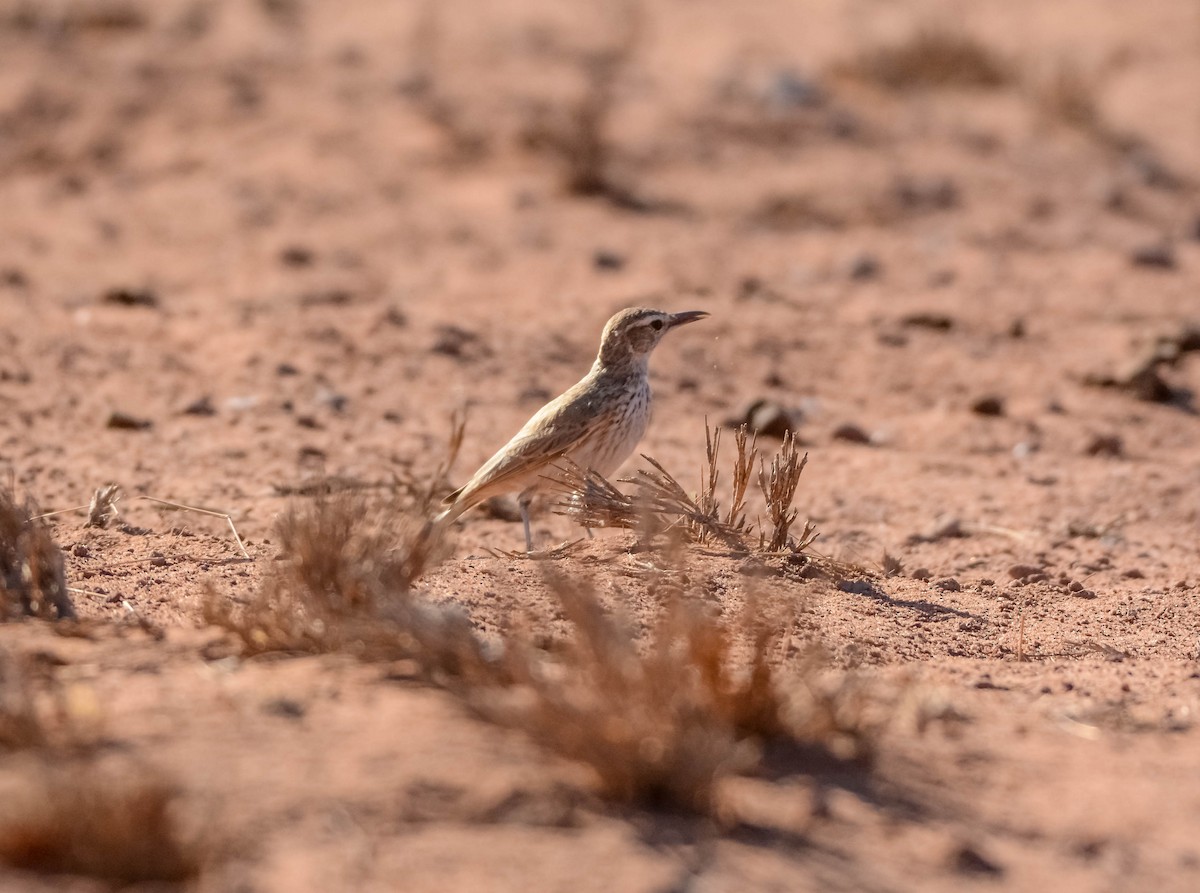 Karoo Long-billed Lark (Benguela) - ML643593094