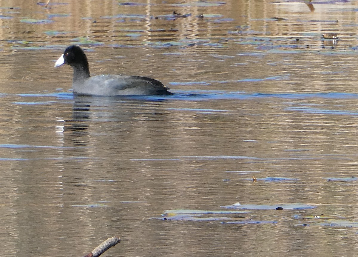 American Coot - ML643593112