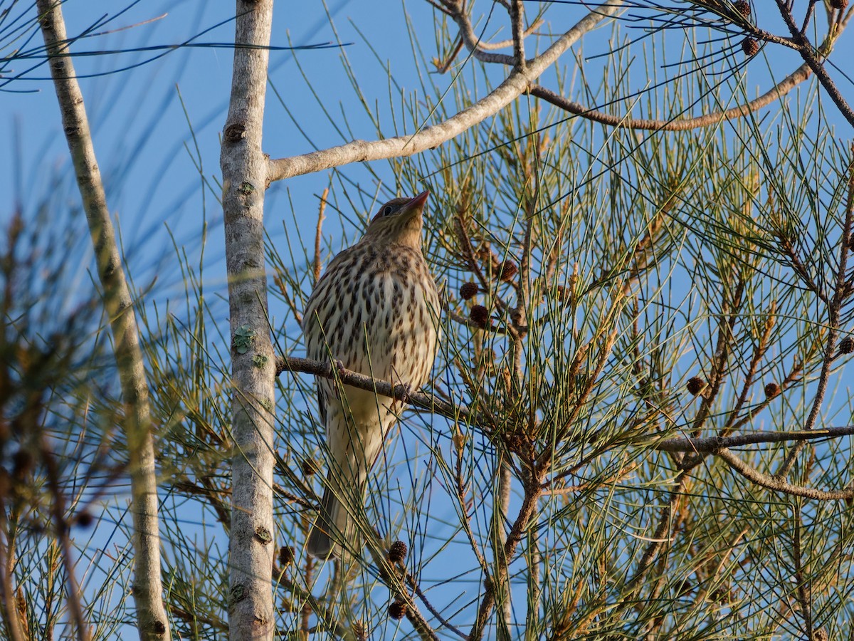 Australasian Figbird - ML643593116