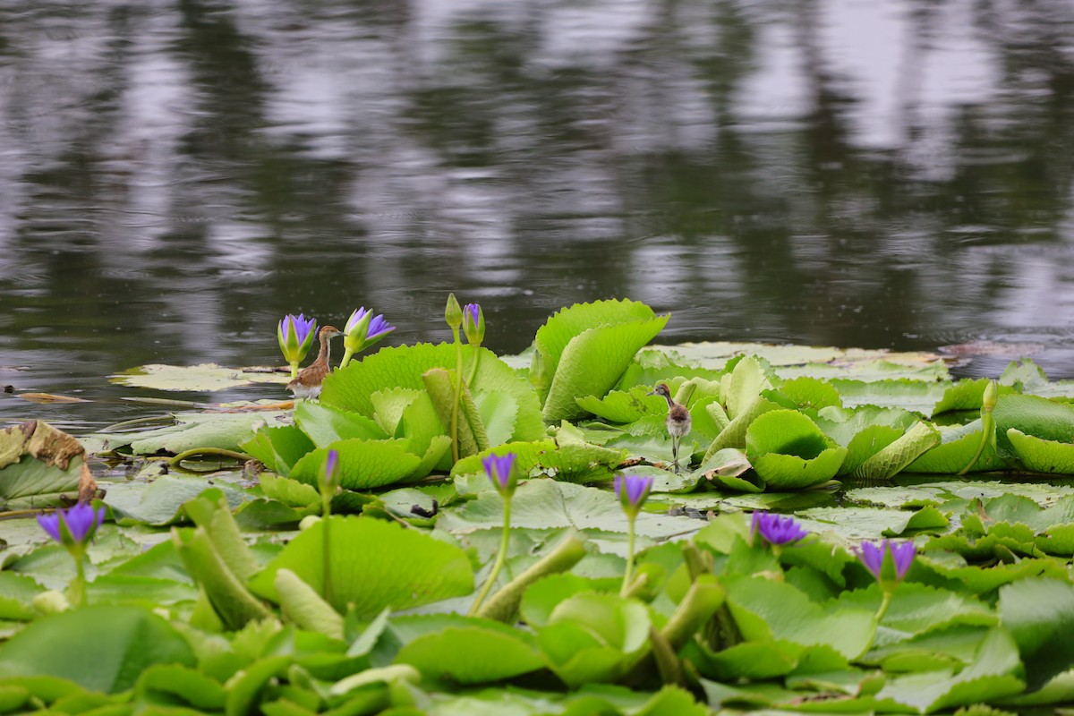 Pheasant-tailed Jacana - ML643593119