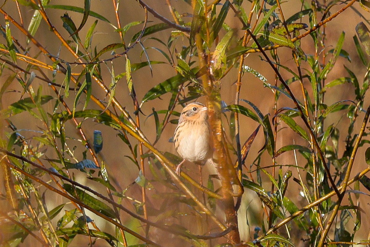 LeConte's Sparrow - ML643593135