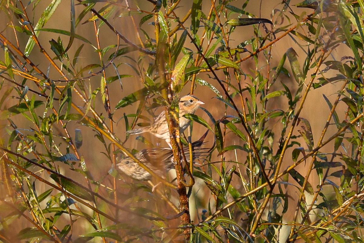 LeConte's Sparrow - ML643593136