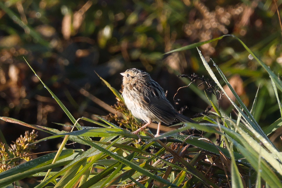 LeConte's Sparrow - ML643593137