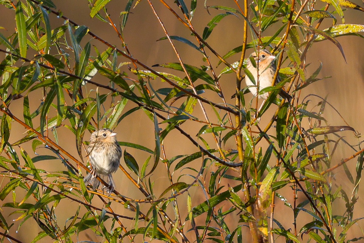 LeConte's Sparrow - ML643593138