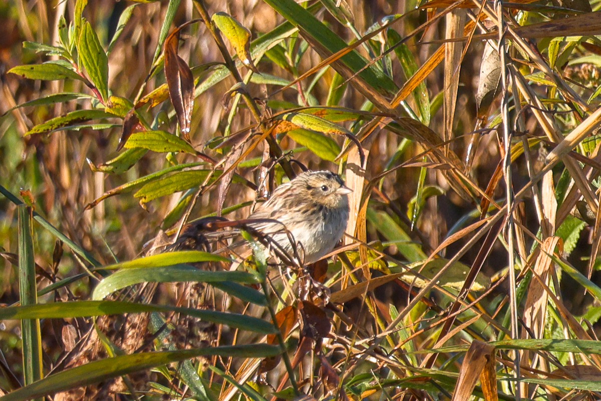 LeConte's Sparrow - ML643593139
