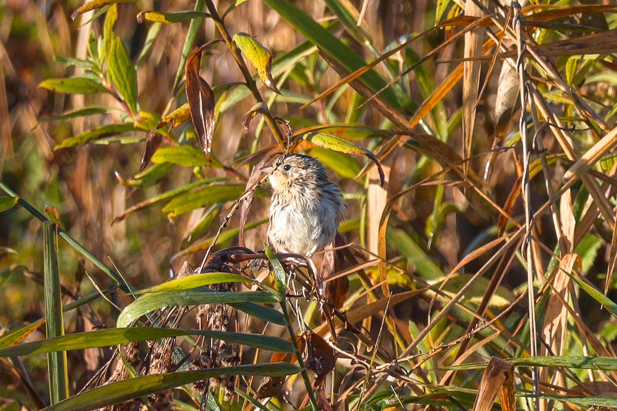 LeConte's Sparrow - ML643593140