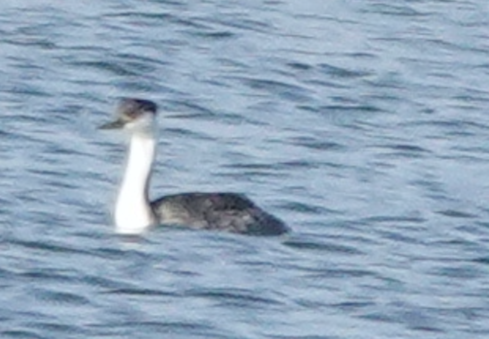 Western Grebe - ML643593149