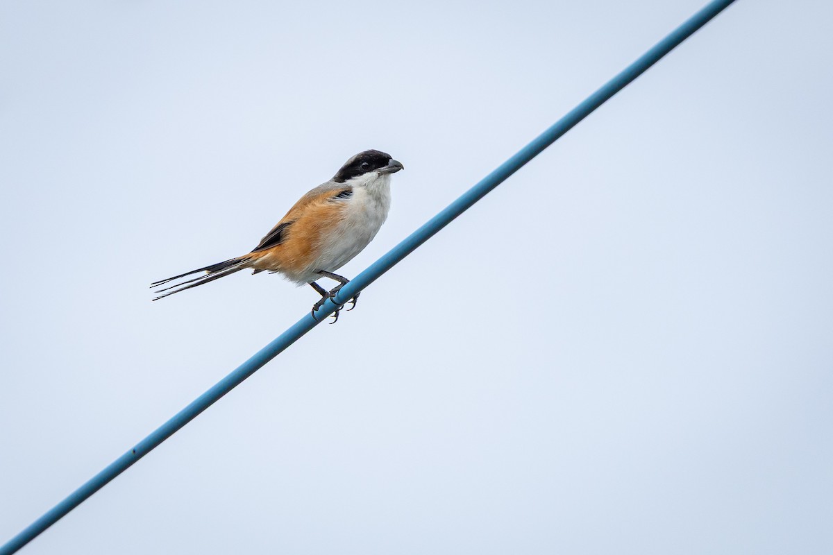 Long-tailed Shrike - ML643593152