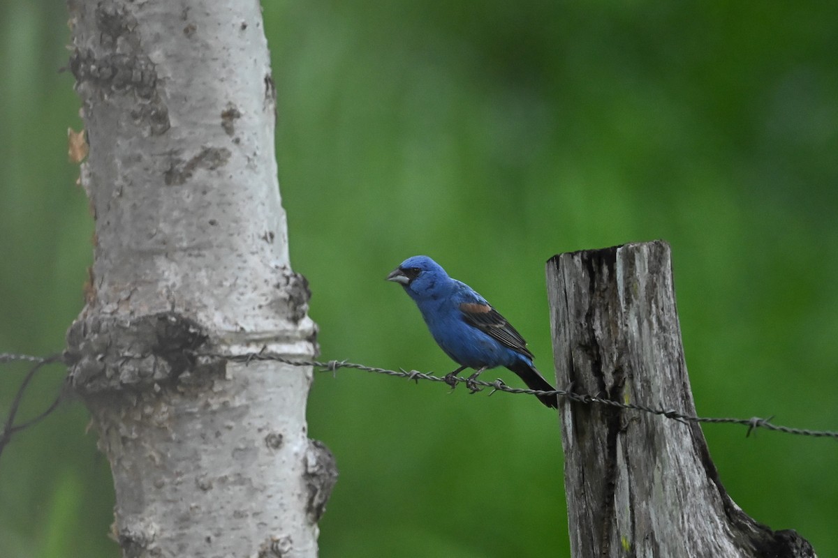 Blue Grosbeak - ML643593165