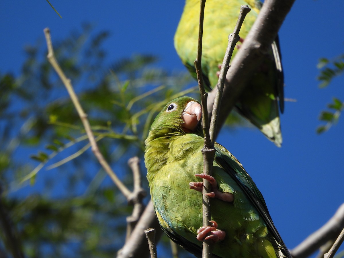 Orange-chinned Parakeet - ML643593166