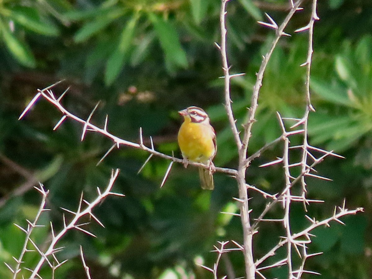 Golden-breasted Bunting - ML643593169